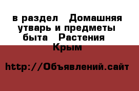  в раздел : Домашняя утварь и предметы быта » Растения . Крым